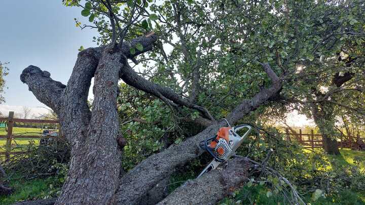 A glass greenhouse with plants, adjacent to a stone path and house, under a cloudy sky.