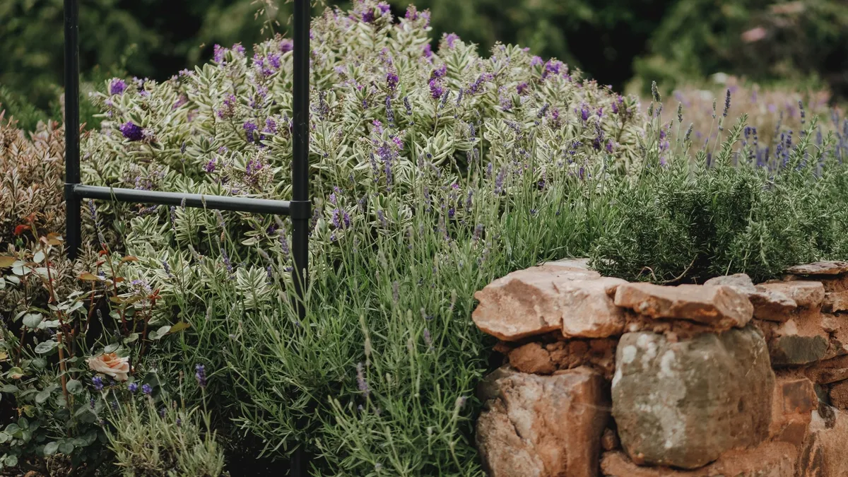 Metal obelisk above lavender and salvia planting behind a rough stone retaining edge
