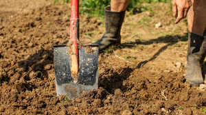 Spade turning over bare garden soil
