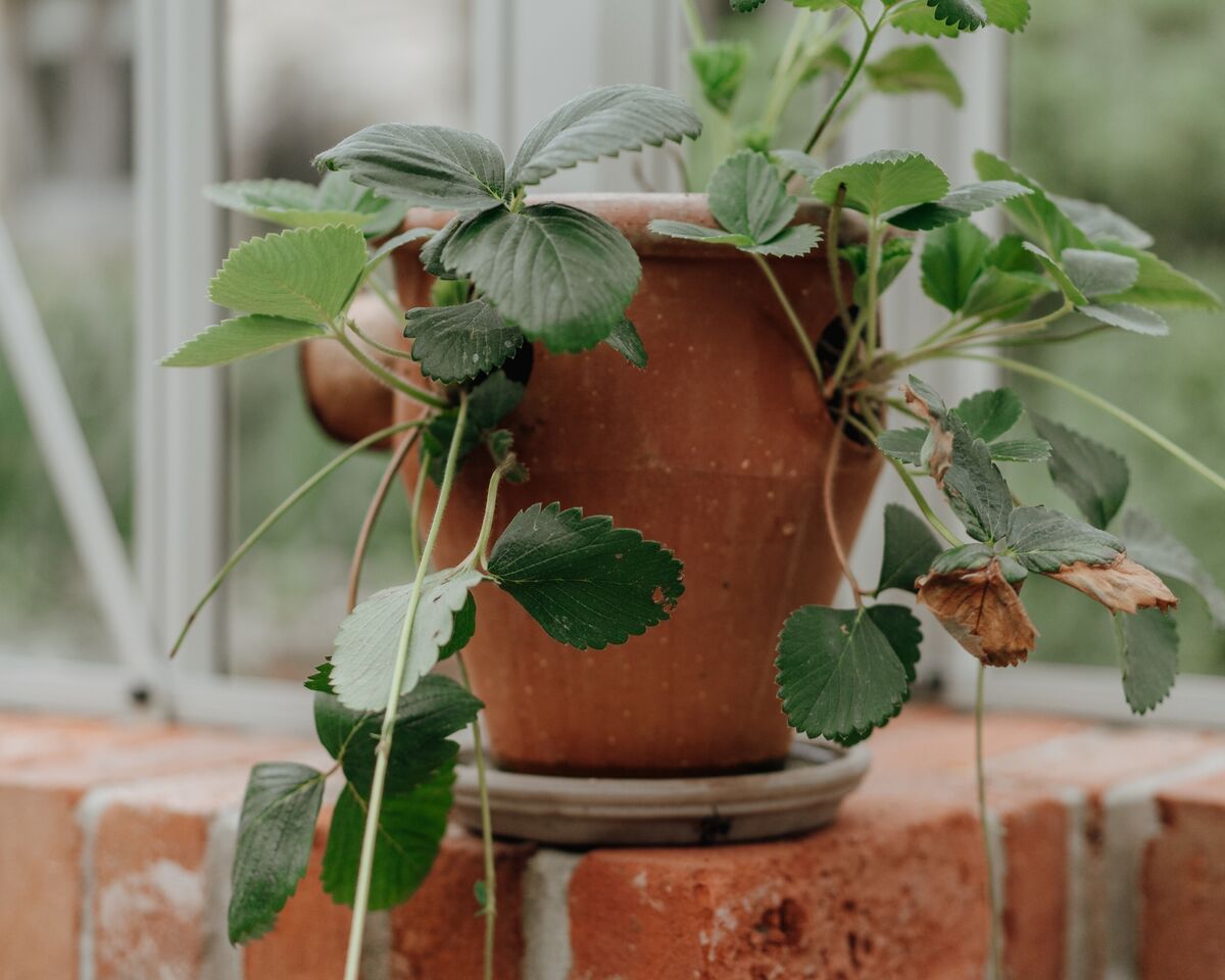 Terracotta pot of strawberry plants on the greenhouse brick ledge