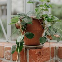Terracotta pot of strawberry plants on the greenhouse brick ledge