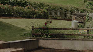 Rose bush against a timber fence bordering a raised bed in a landscaped garden