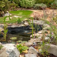 Finished wildlife pond with stone edging and marginal planting set into the lawn