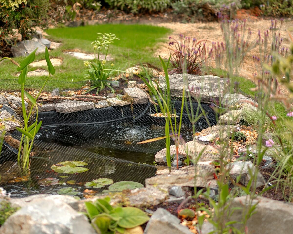 Finished wildlife pond with stone edging and marginal planting set into the lawn