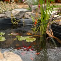 Goldfish swimming beneath water lily pads in the new pond