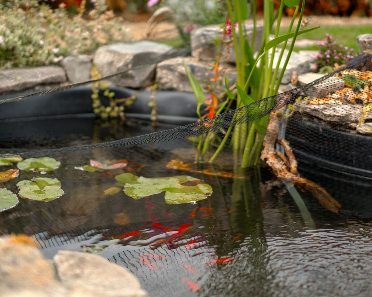 Goldfish swimming beneath water lily pads in the new pond