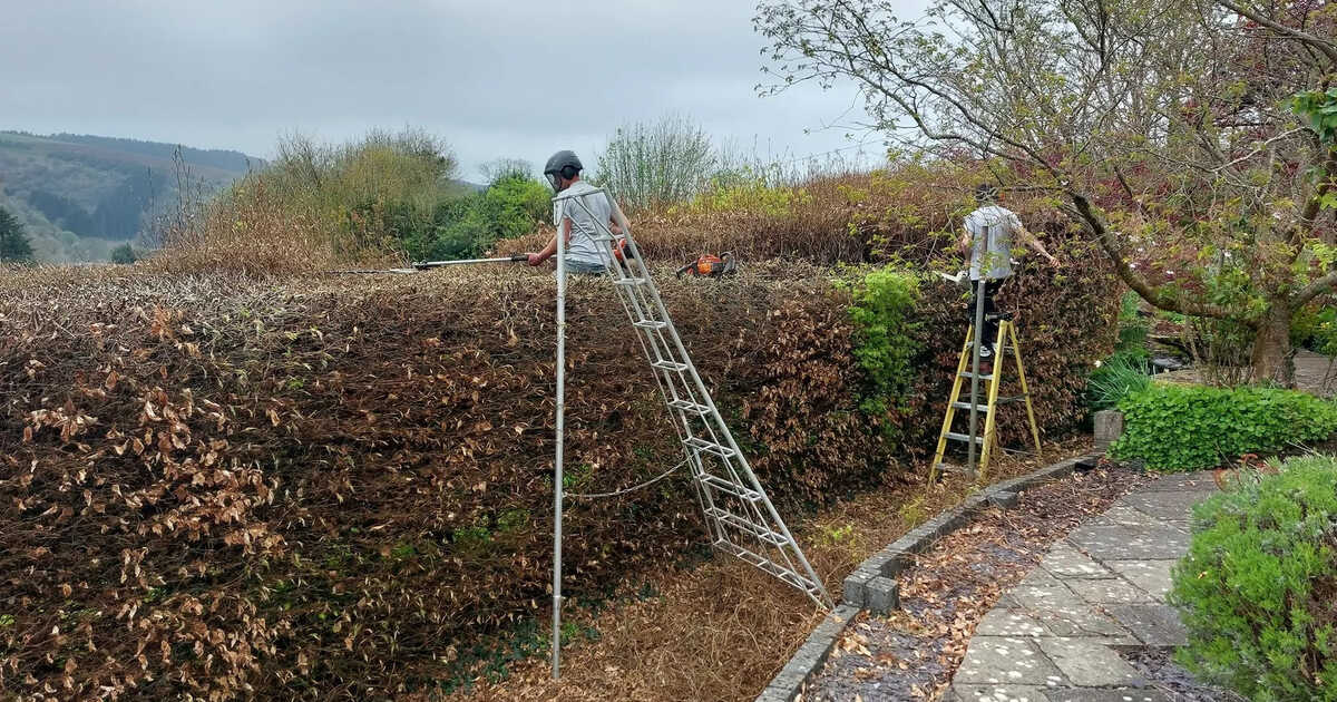 Tree Care, Hedge Maintenance, & Planting Services | Sibley Landscapes