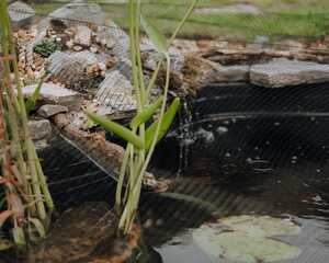Marginal plant with arrow-shaped leaves growing from the pond among water lily pads