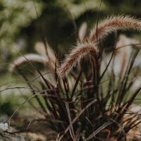 Dark ornamental grass with fluffy seed heads planted near the pond