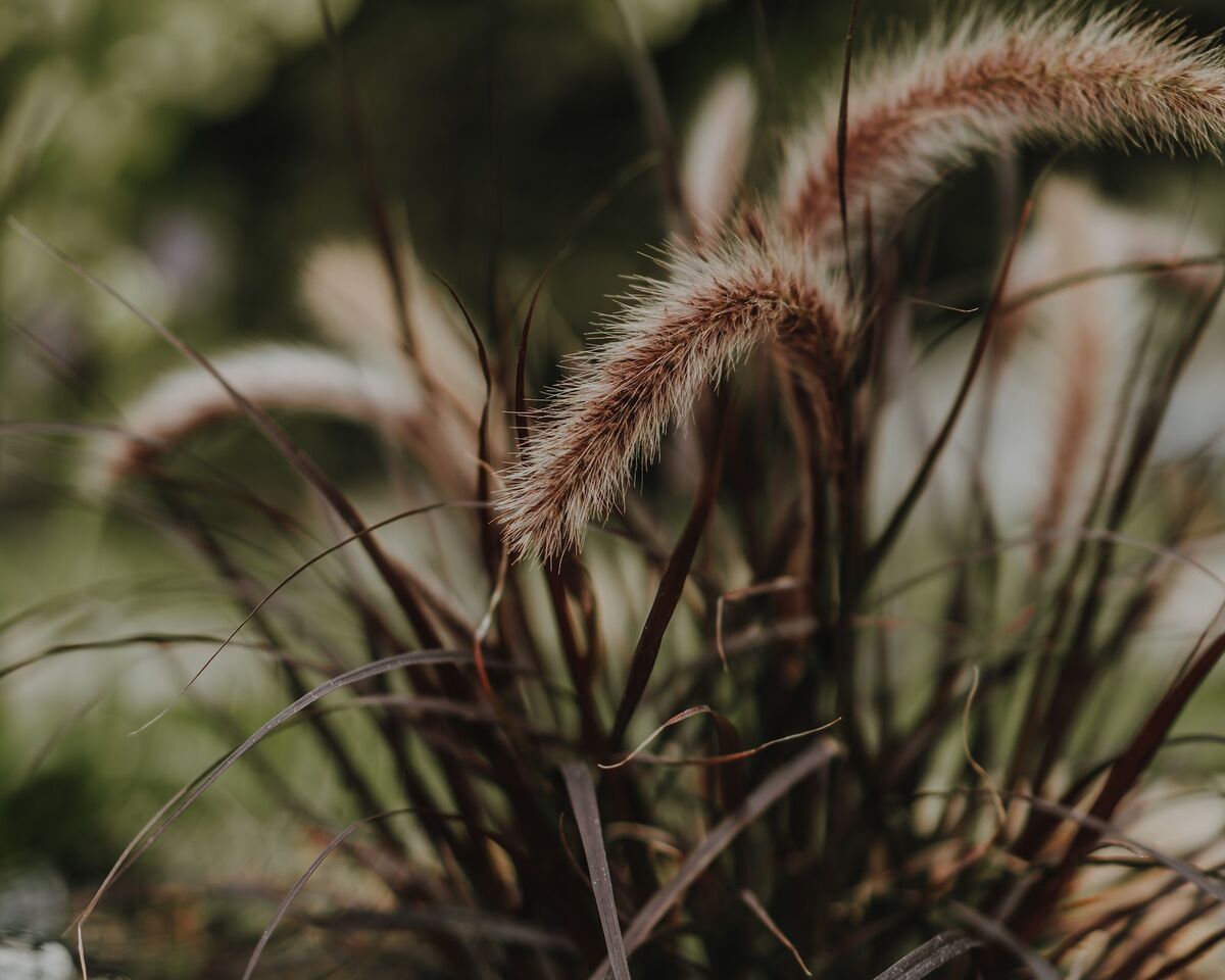 Dark ornamental grass with fluffy seed heads planted near the pond