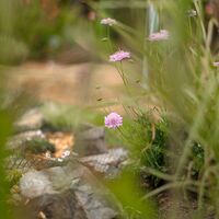 Pink flowers and grasses softening the rockery beside the pond