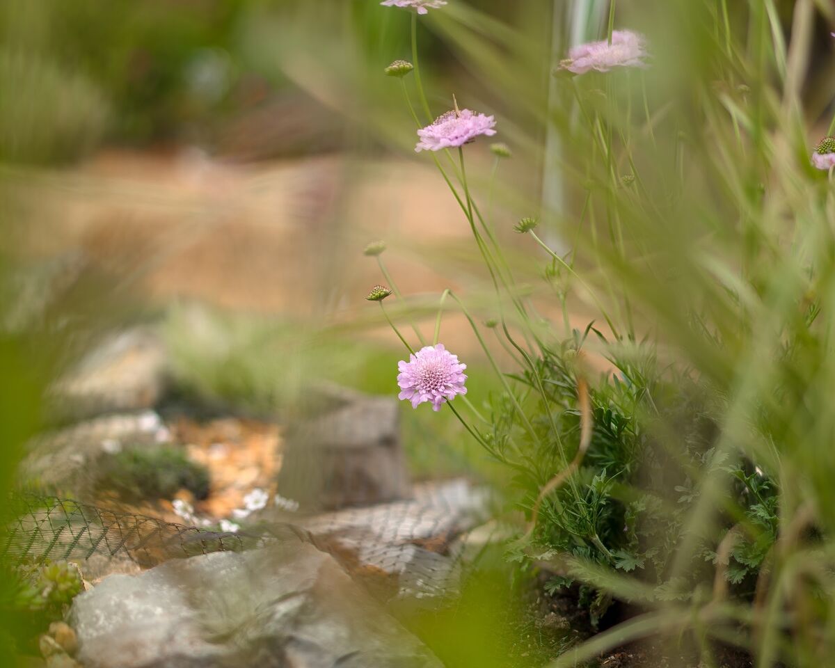Pink flowers and grasses softening the rockery beside the pond
