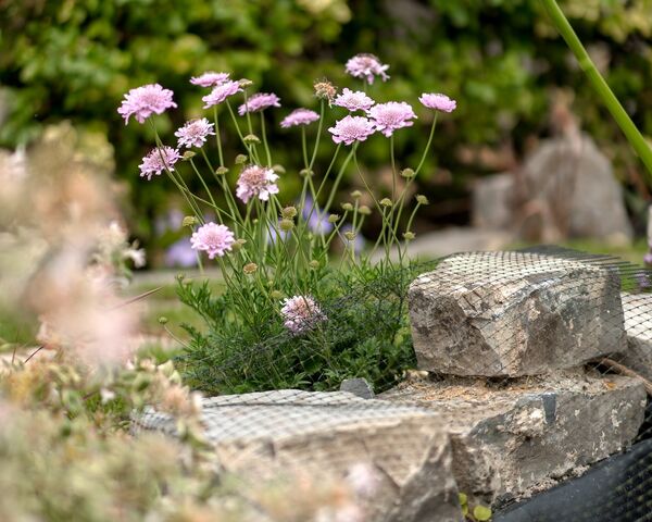 Pink scabious flowering beside the stone edging of the pond
