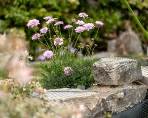 Pink scabious flowering beside the stone edging of the pond