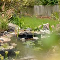 View of the pond through soft foreground planting towards the lawn and fence
