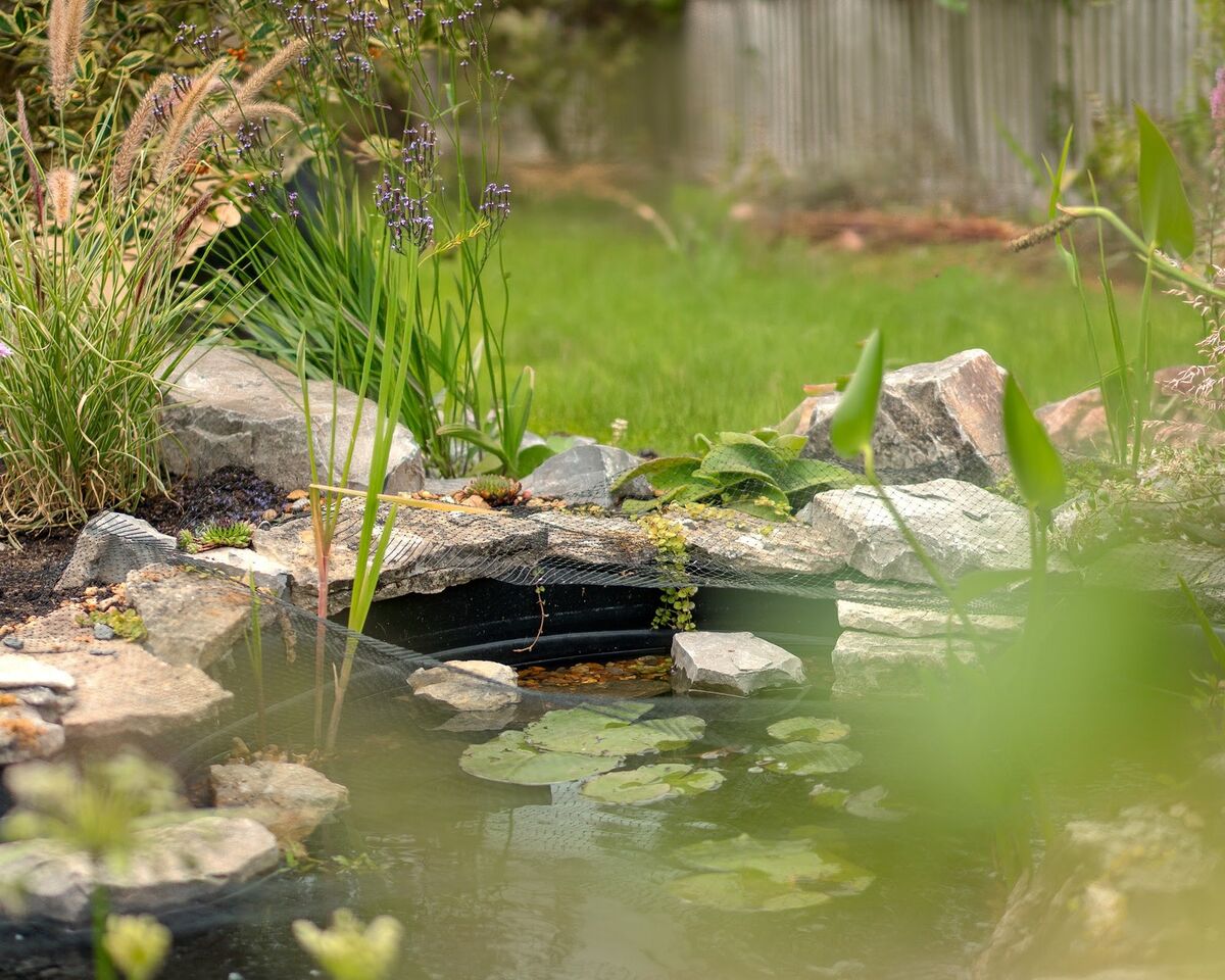 View of the pond through soft foreground planting towards the lawn and fence