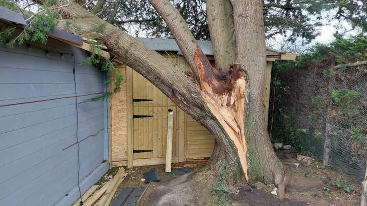 Large conifer with a split trunk leaning onto the roof of a blue garden shed