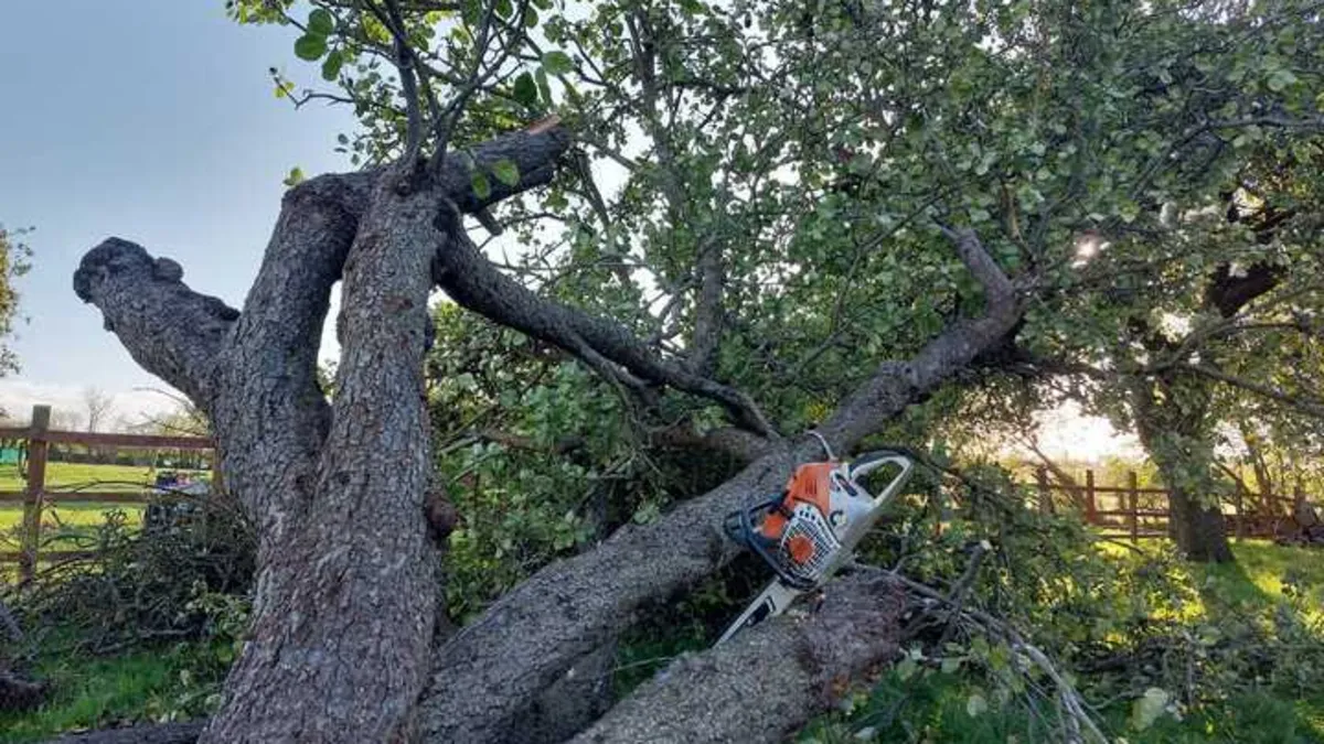 Large split tree trunk lying on its side with a chainsaw resting on it, beside a wooden field fence
