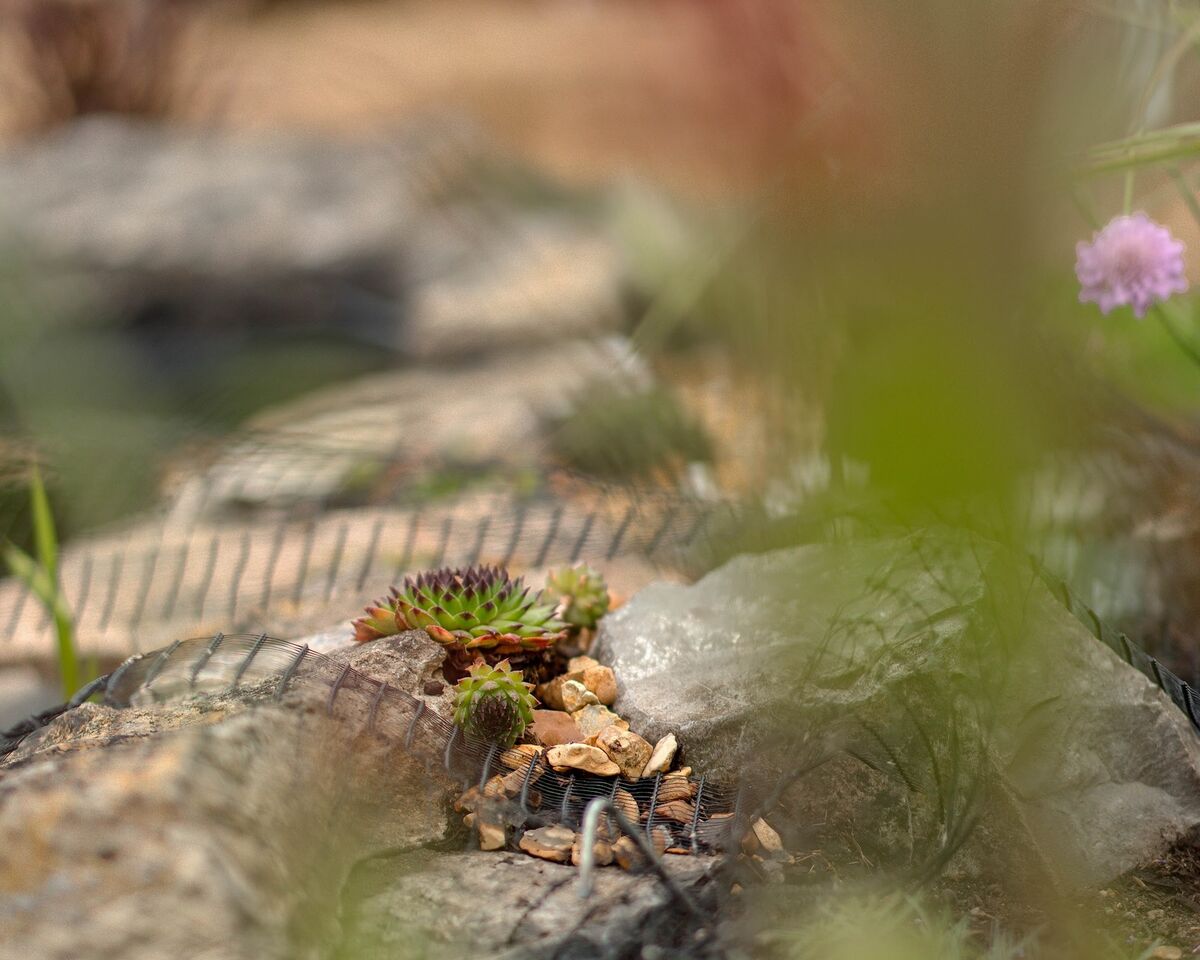 Stone edging glimpsed through soft focus planting beside the pond