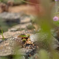 Stone edging glimpsed through soft focus planting beside the pond