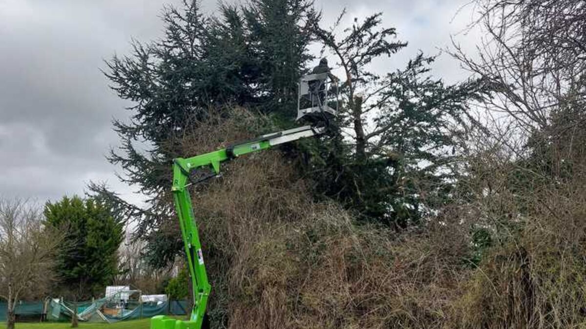 Green tracked access platform raised beside tall conifers and an overgrown hedge at the edge of a lawn