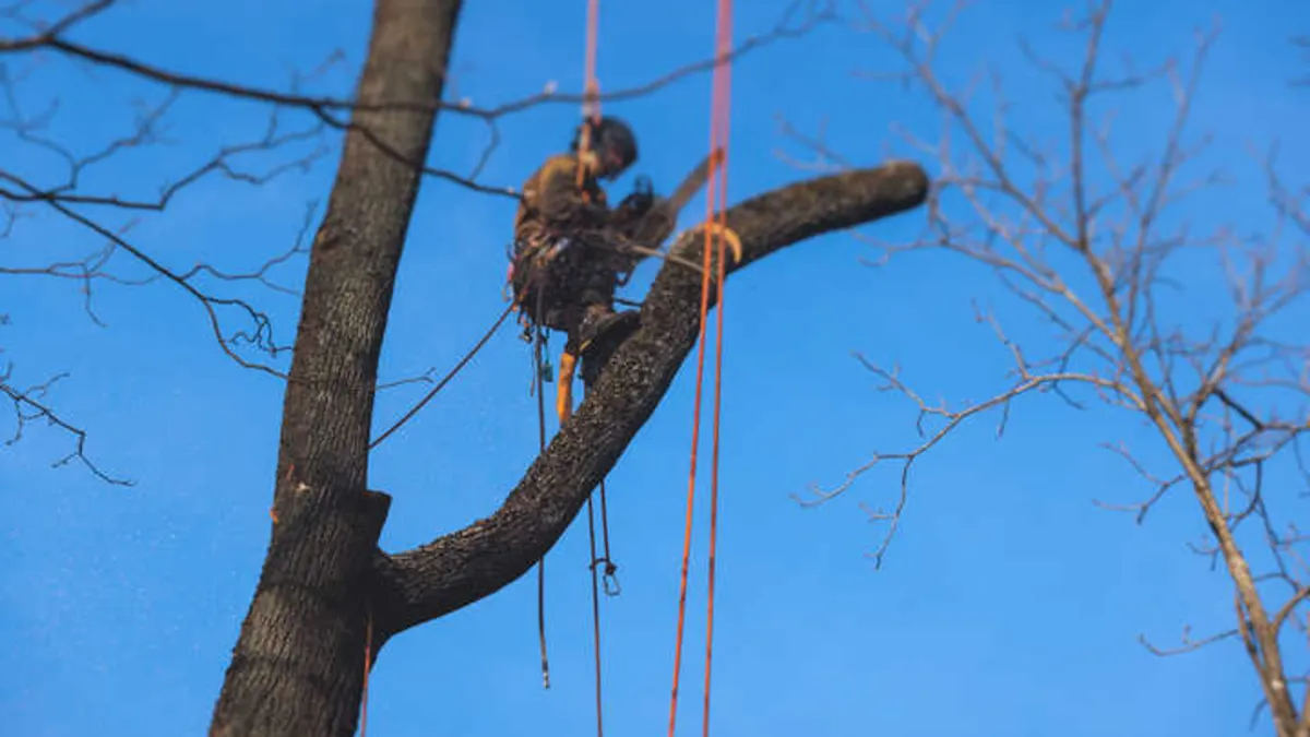 Tree surgeon on climbing ropes high in a bare tree, cutting back a large branch against a blue sky
