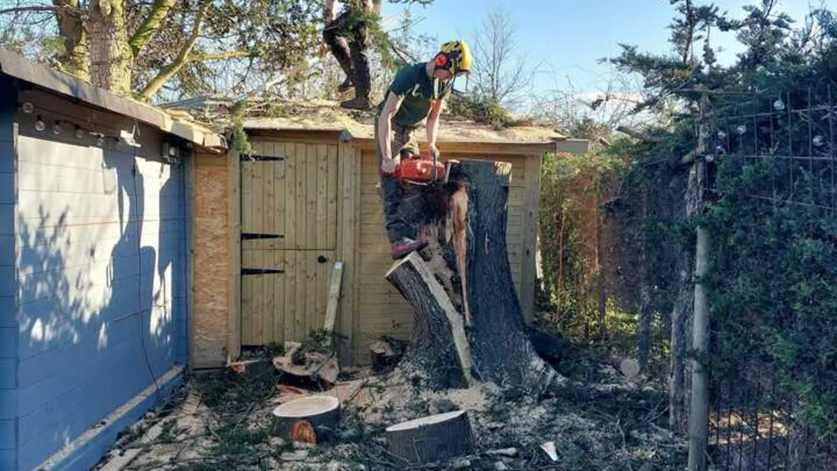 Tree surgeons cutting a tree down to its stump beside a blue garden shed, with cut logs on the ground