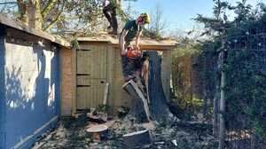 Tree surgeons cutting a tree down to its stump beside a blue garden shed, with cut logs on the ground